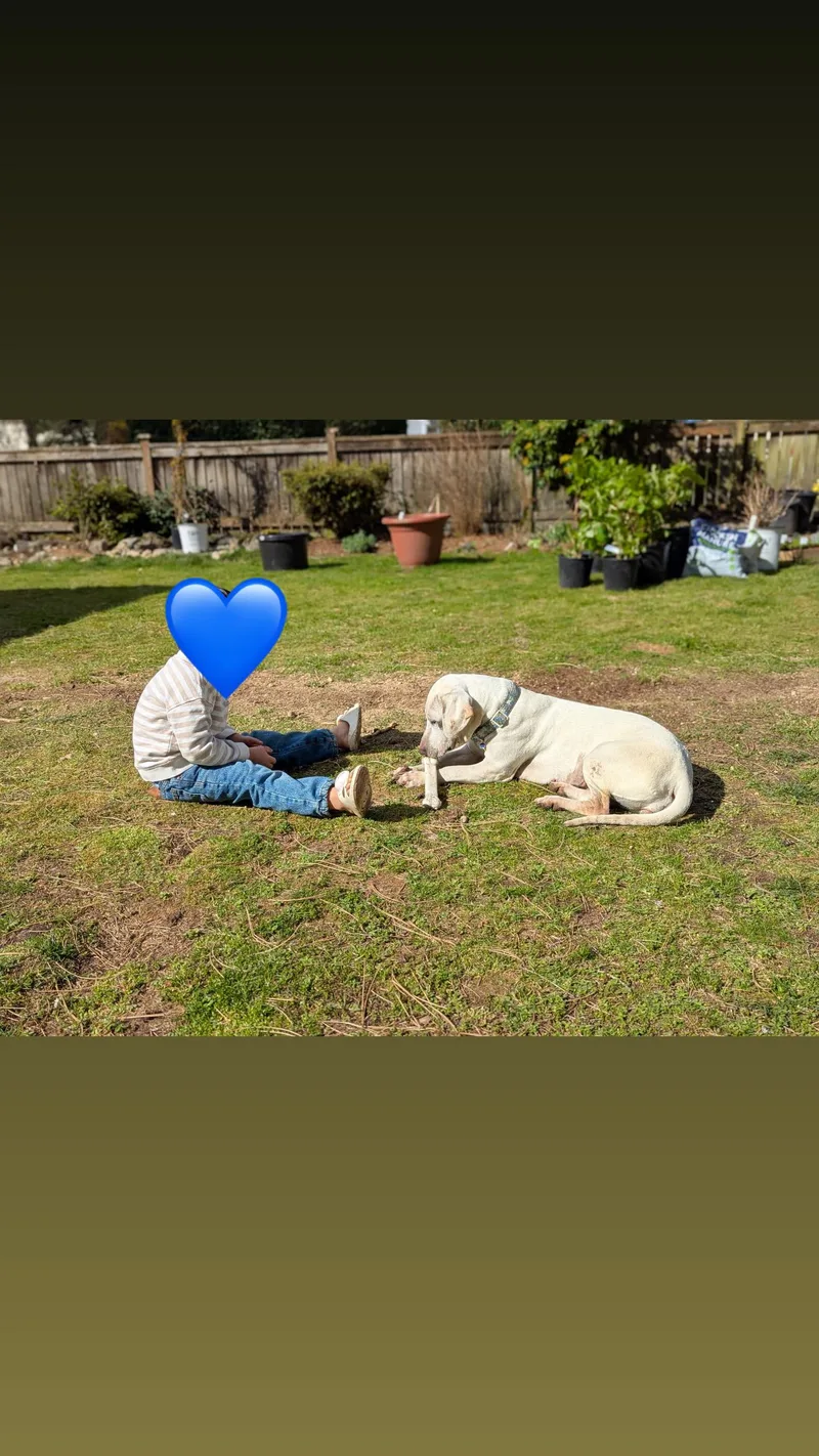 A young medium-sized female White / Cream Hound dog named Genevieve for adoption in Mico, TX