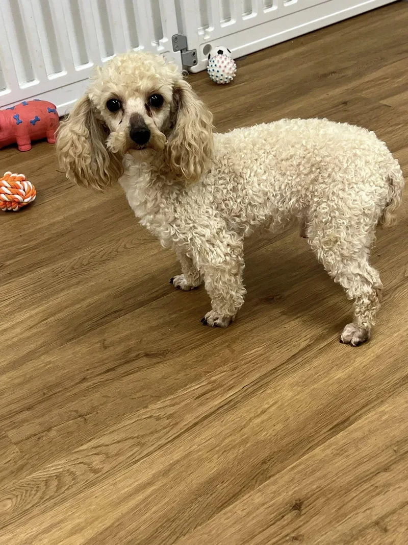Tan With Brown Ears