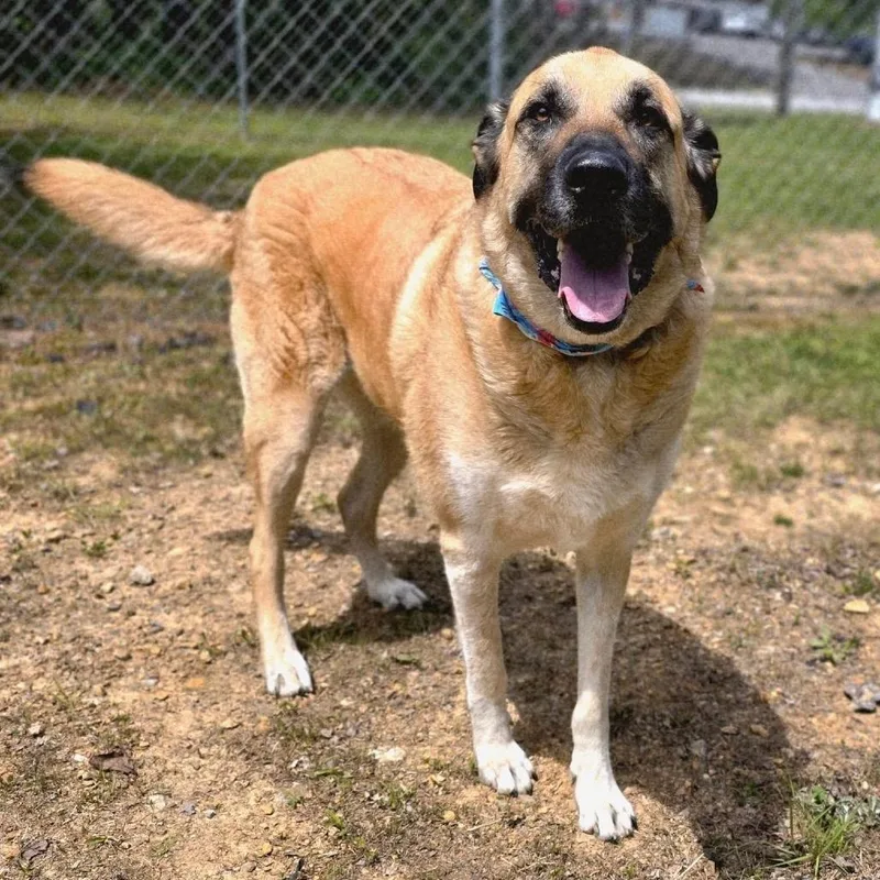 An adult extra large-sized male Yellow / Tan / Blond / Fawn Mixed Breed dog named Rex SPONSORED for adoption in Gadsden, AL