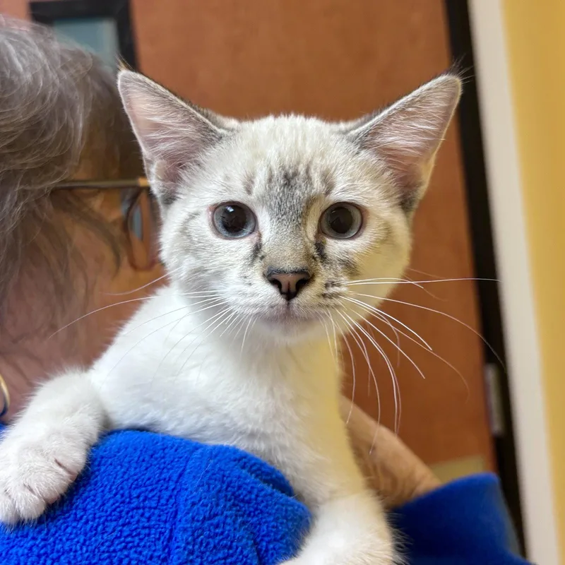 A baby medium-sized female Domestic Short Hair cat named Laurette for adoption in Sonora, CA
