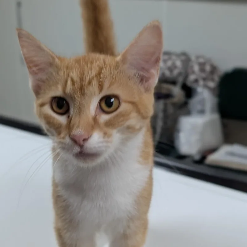 A baby medium-sized female Orange / Red Domestic Short Hair cat named Sarah for adoption in Canton, IL