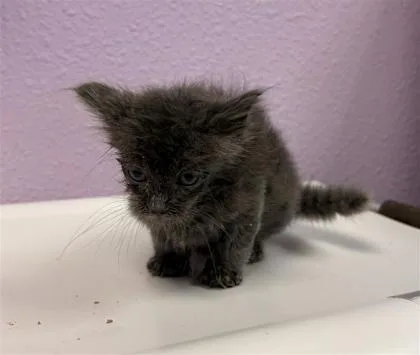 A baby small-sized male Gray / Blue / Silver Domestic Short Hair cat named Beefcake for adoption in El Paso, TX