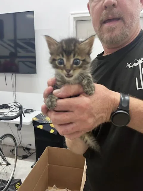 A baby small-sized male Domestic Medium Hair cat named Bacon Biscuit for adoption in Fort Walton Beach, FL