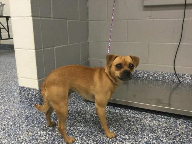 An adult small-sized male Pug dog named Manny for adoption in Portland, ME