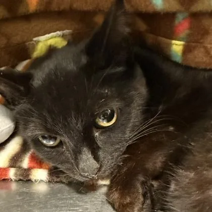 An adult medium-sized female Black Domestic Short Hair cat named Circe for adoption in Lansing, MI