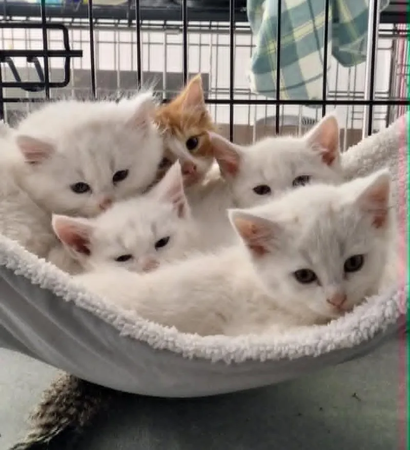 A baby medium-sized male White Domestic Short Hair cat named The D Litter for adoption in BUTLER, PA