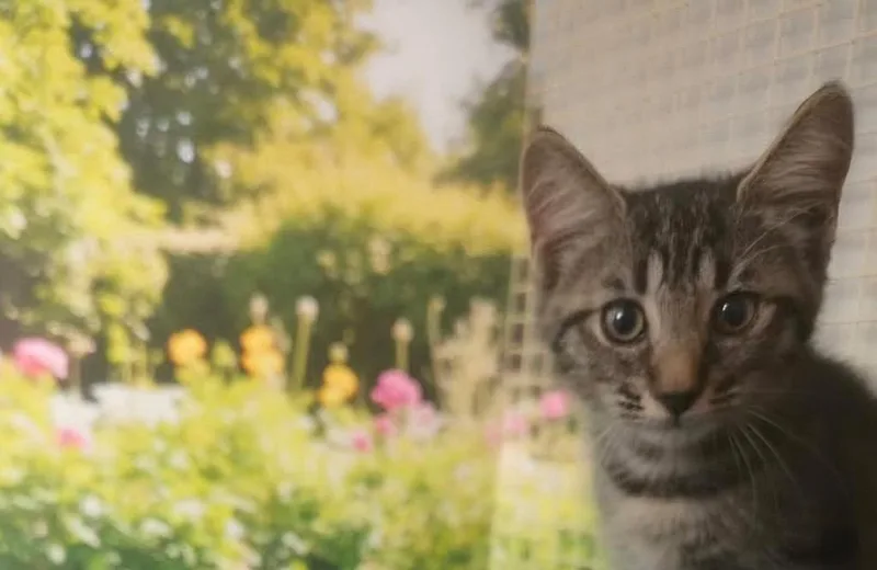 A baby medium-sized female Domestic Short Hair cat named Starfire for adoption in Tampa, FL