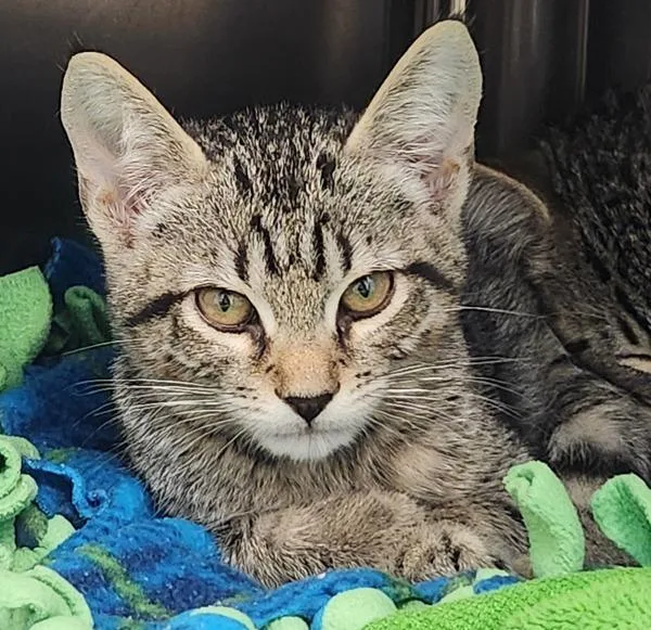 A baby small-sized male Domestic Short Hair cat named Phineas for adoption in Oakland, CA