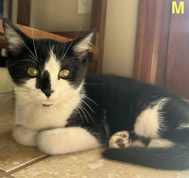A baby medium-sized female Domestic Short Hair cat named Izumo for adoption in Colorado Springs, CO