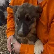 A young large-sized male Brown / Chocolate Mixed Breed dog named Tank for adoption in Jeffersonville, IN