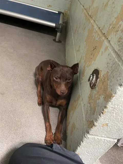 Gizmo