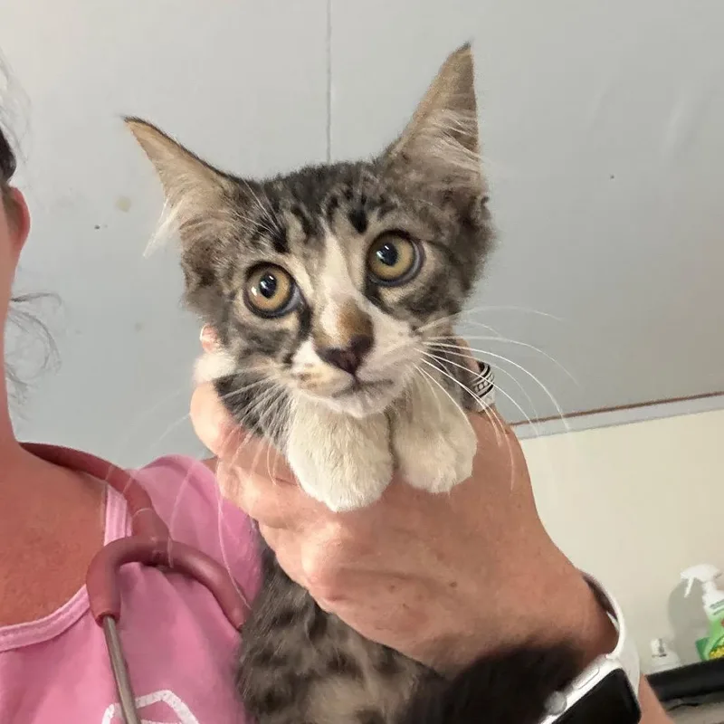 A baby small-sized female White Domestic Medium Hair cat named Fia for adoption in Hattiesburg, MS