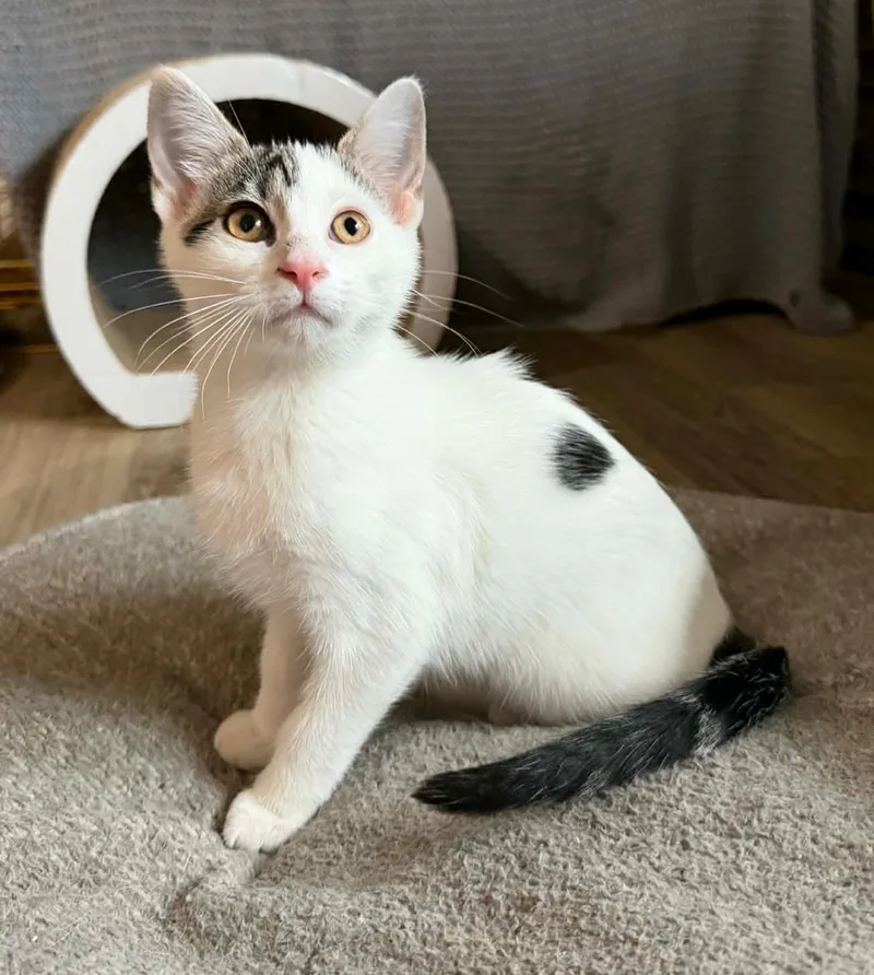 Lala thumbnail 6