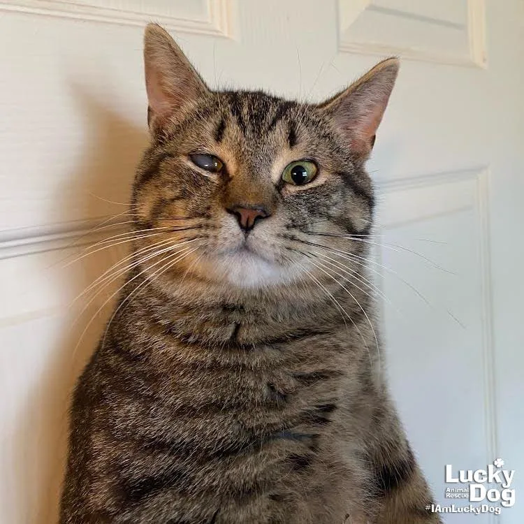 An adult medium-sized male Domestic Short Hair cat named Panini for adoption in Washington, DC