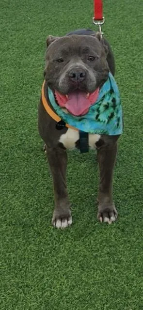 An adult large-sized male American Staffordshire Terrier dog named Bouncer for adoption in San Antonio, TX