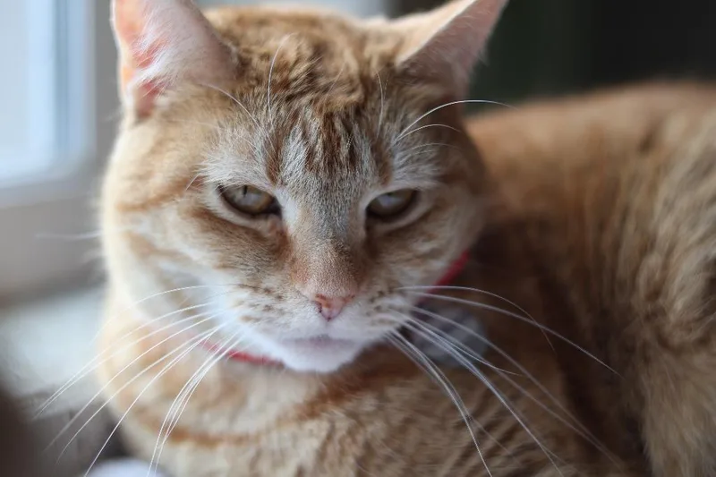A young medium-sized female Domestic Short Hair cat named Florence for adoption in Hot Springs, AR
