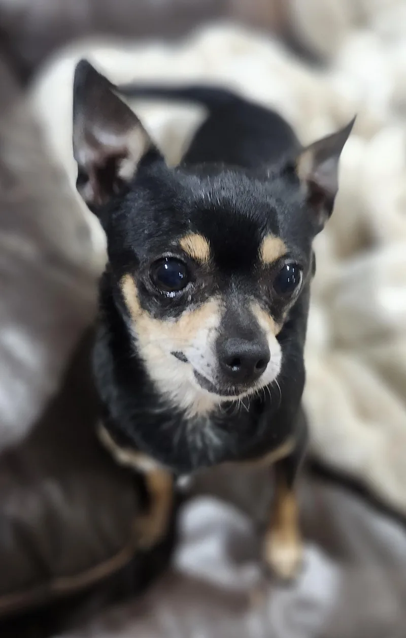 An adult small-sized male Tricolor (Brown, Black, & White) Chihuahua dog named Santiago for adoption in Wolcott, CT