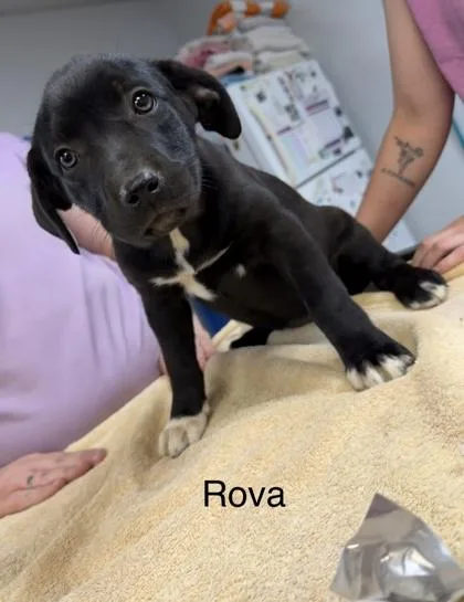 A baby small-sized female Mixed Breed dog named Rova for adoption in West Chester, PA