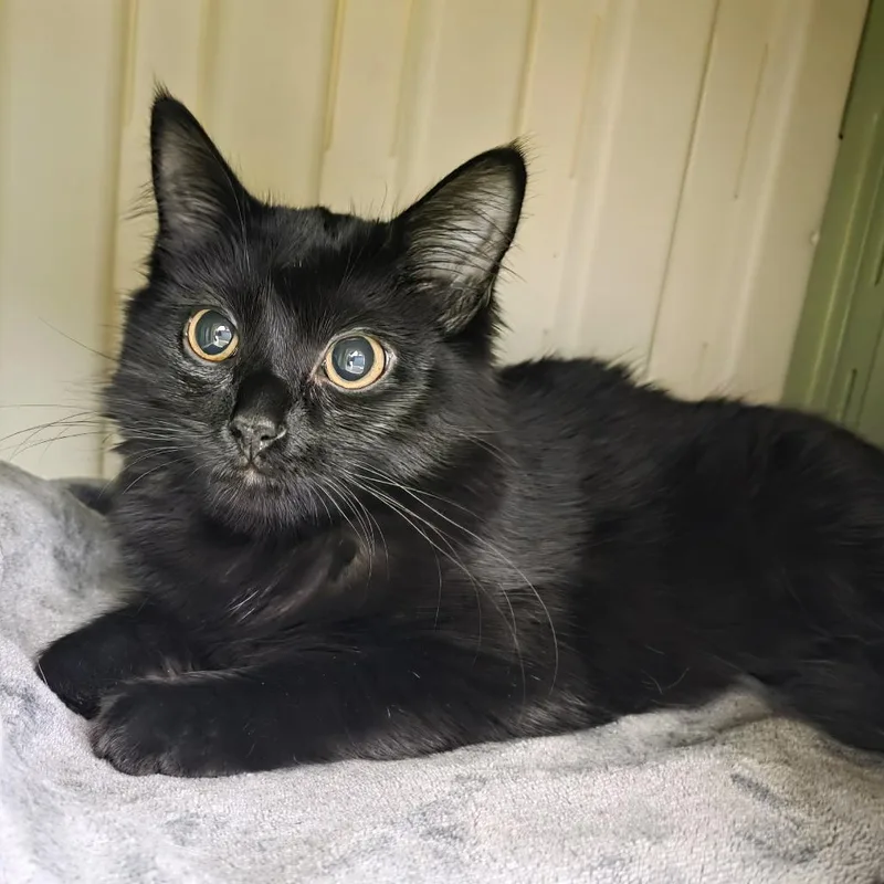 Sporty Spice thumbnail 2