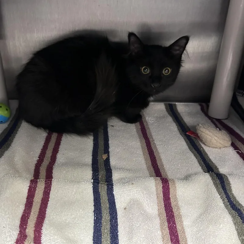 Sporty Spice thumbnail 3