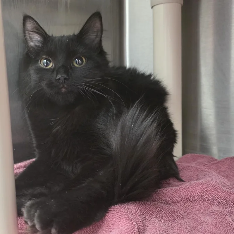 Sporty Spice thumbnail 4