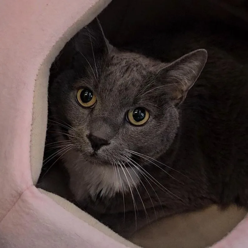 A senior large-sized female Gray / Blue / Silver Domestic Short Hair cat named Sister Mcpherson for adoption in Lakewood, CO