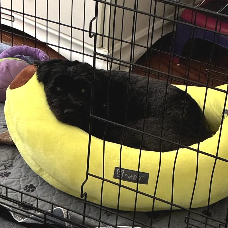 An adult small-sized female Schnauzer dog named Marysa for adoption in Cumming, GA