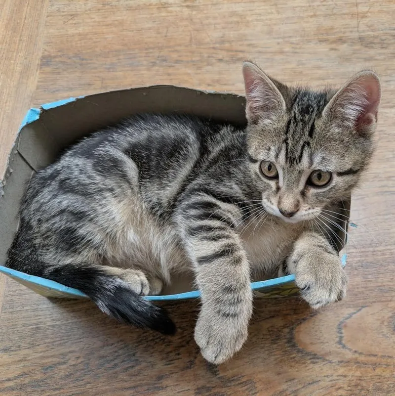 A baby medium-sized male Domestic Short Hair cat named Zipper for adoption in Logan, UT