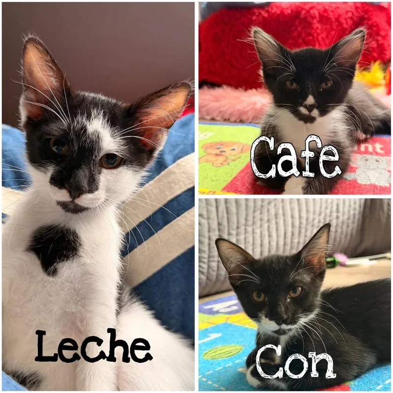 A baby small-sized male Black Domestic Short Hair cat named Con for adoption in Lutz, FL