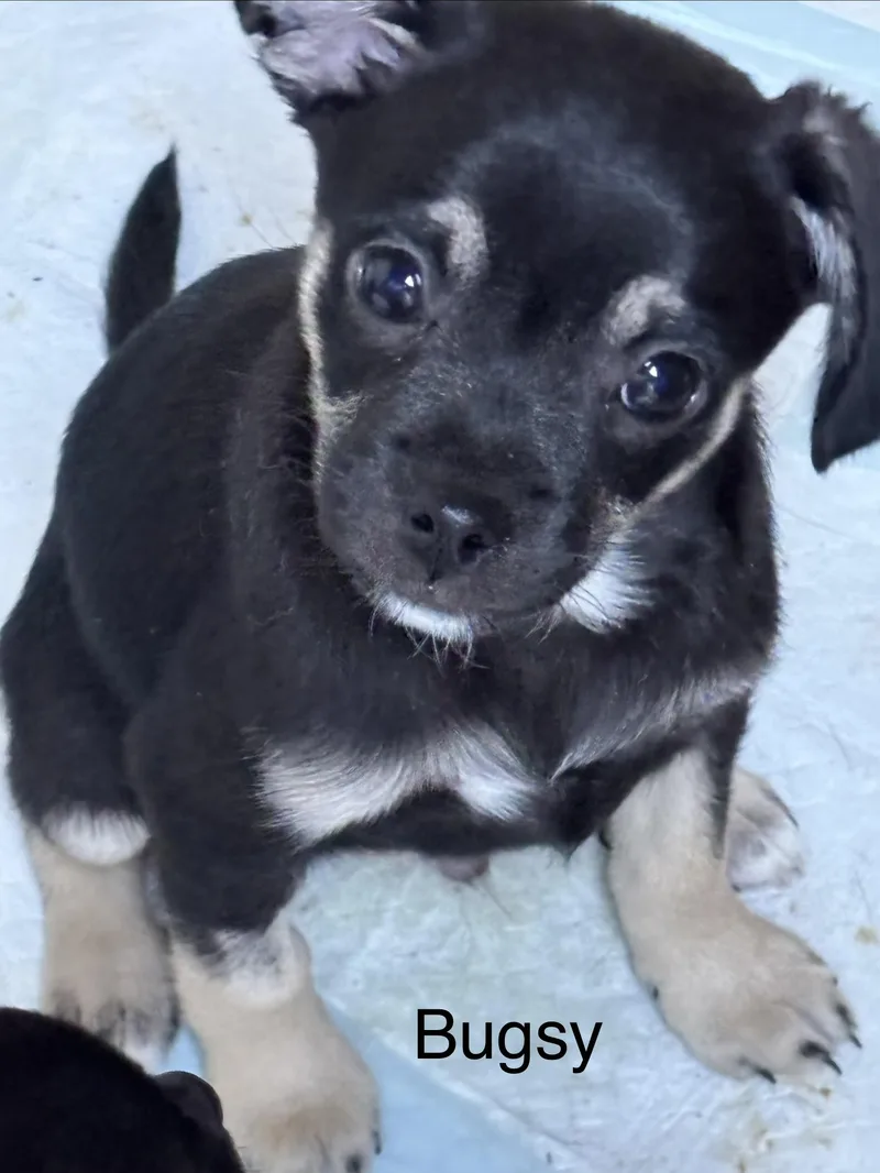 Bugsy