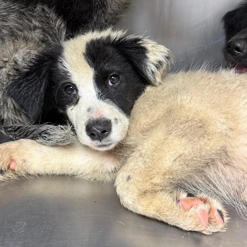 A baby small-sized female Black Border Collie dog named Gypsy for adoption in Birmingham, AL