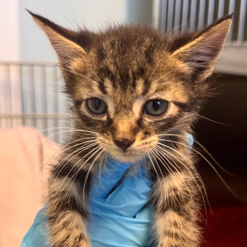 A baby small-sized male Brown / Chocolate Domestic Short Hair cat named Ravioli for adoption in Wheeling, IL