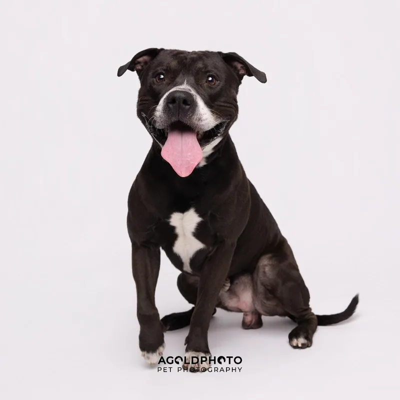 An adult large-sized male Black Terrier dog named Buddy for adoption in Tampa, FL