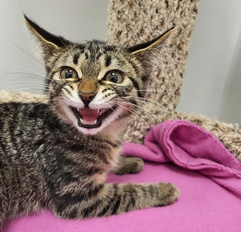 A baby medium-sized female Tabby (Brown / Chocolate) Domestic Short Hair cat named LionO for adoption in Grayslake, IL