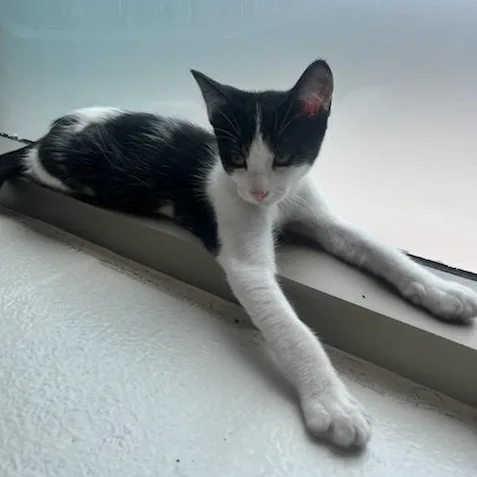 A baby small-sized male Black & White / Tuxedo Domestic Short Hair cat named Robin Hood for adoption in Manassas, VA