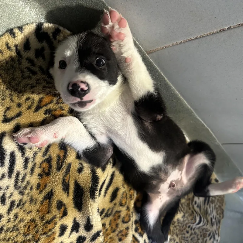 A baby medium-sized male Border Collie dog named Gherkin for adoption in Copiague, NY