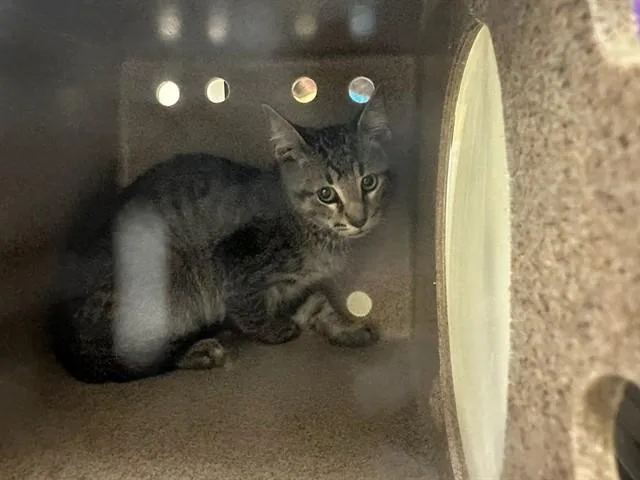 A baby small-sized male Domestic Short Hair cat named Bronco for adoption in Pueblo, CO