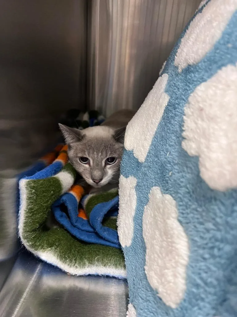 An adult medium-sized female Siamese cat named Ocean for adoption in Twentynine Palms, CA