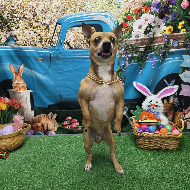 An adult small-sized male Brown / Chocolate Chihuahua dog named Chico for adoption in Statesboro, GA