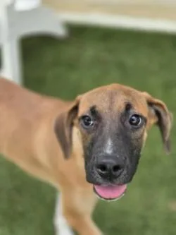 A young medium-sized female Mixed Breed dog named Shego for adoption in Savannah, GA