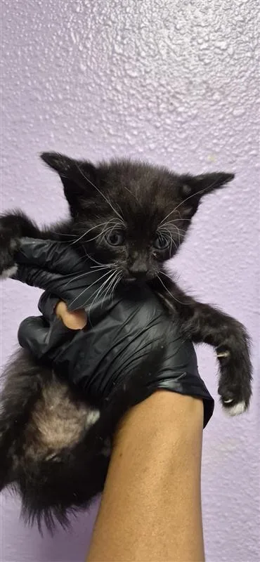 A baby small-sized male Black Domestic Short Hair cat named 61492960 for adoption in El Paso, TX