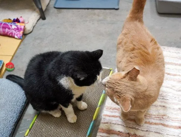 A senior medium-sized male Domestic Short Hair cat named Ace  & King for adoption in Petaluma, CA