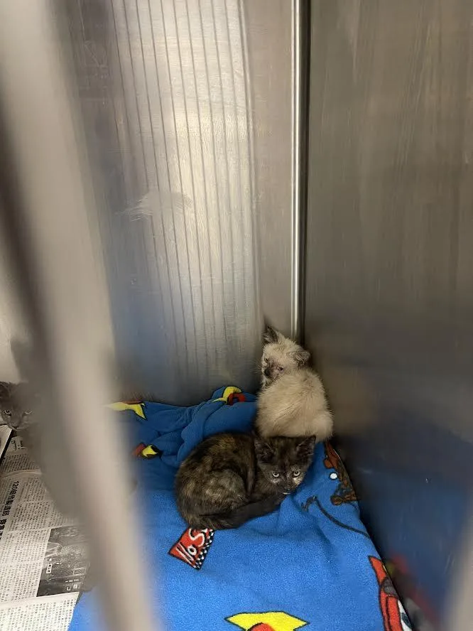 A baby small-sized female Domestic Short Hair cat named Prada for adoption in Los Angeles, CA