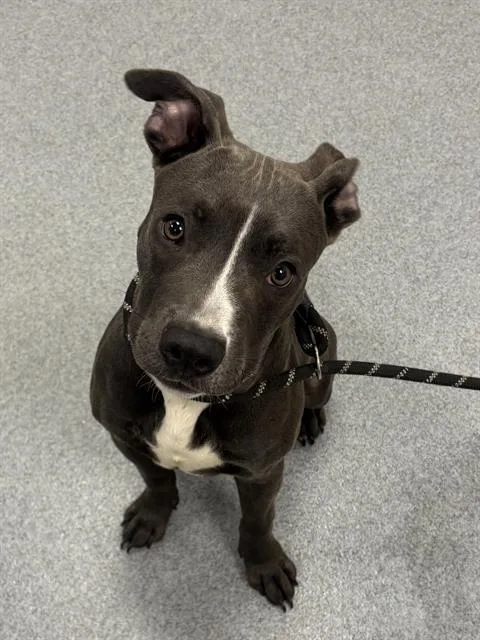 A young small-sized male Pit Bull Terrier dog named Yogurt for adoption in Indianapolis, IN