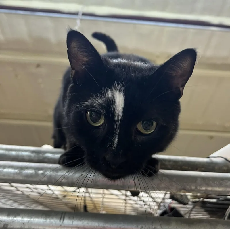 Mister Mins thumbnail 2