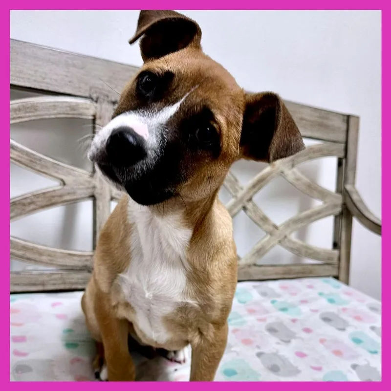 A baby medium-sized male Red / Chestnut / Orange Mixed Breed dog named Peep for adoption in Joliet, IL