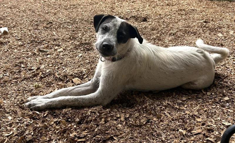 A young medium-sized male German Shorthaired Pointer dog named Sonny Unique Loving Little for adoption in Charlottesville, VA