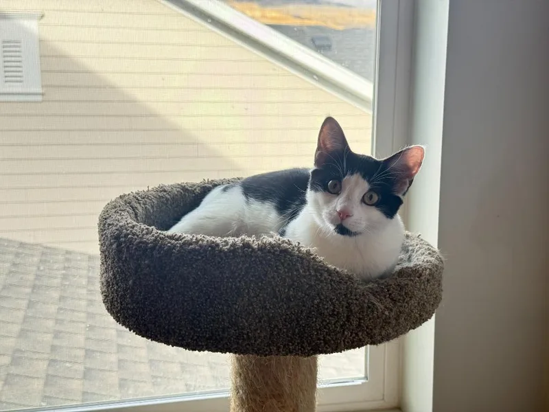 A baby medium-sized female Domestic Short Hair cat named Cleopatra for adoption in Salt Lake City, UT