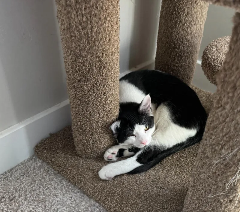 Cleopatra thumbnail 2