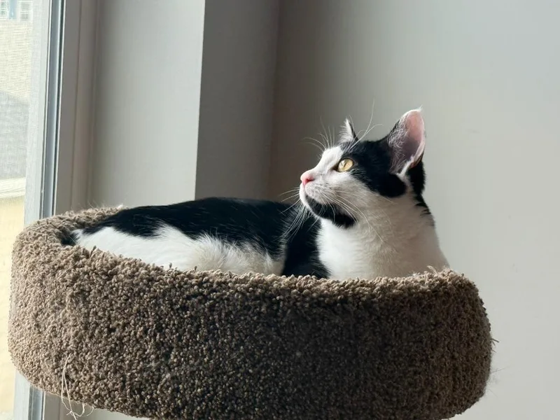 Cleopatra thumbnail 3